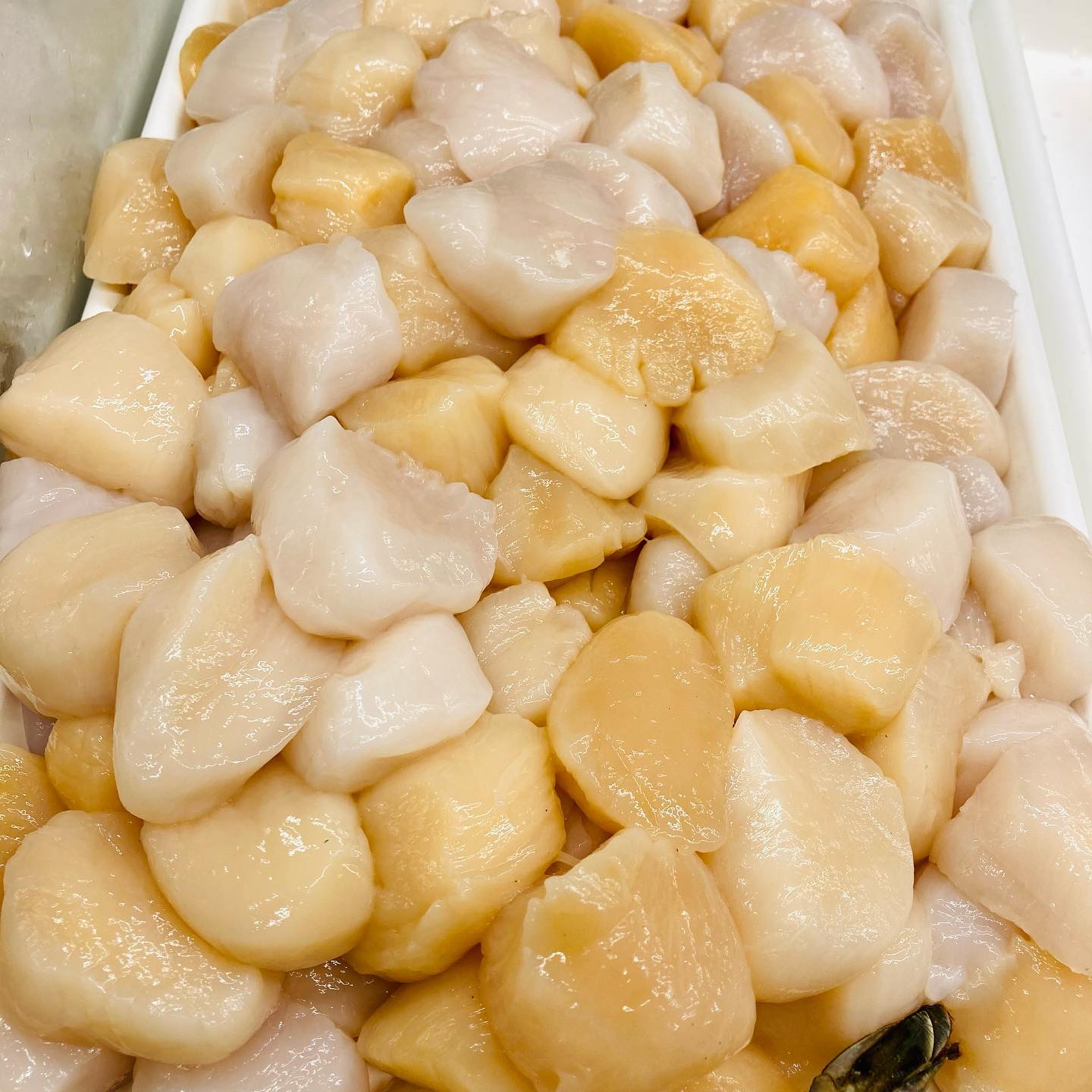 pickedupsomebeautifulseascallopsfromprovincetownsofreshtheywerepracticallymovingwhen | Burkes Seafood Picked up some beautiful Sea Scallops from Provincetown. So fresh they were practically moving when we brought them back to the shop!