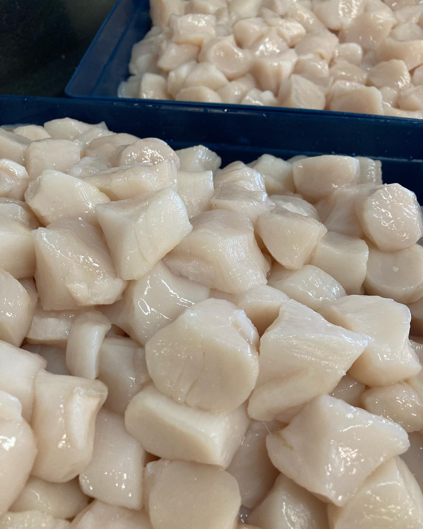 Beautiful Dayboat Sea Scallops from the FV “Midnight Our” out of Harwichport. Just as delicious as they look!