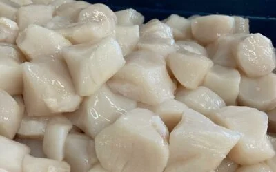 Beautiful Dayboat Sea Scallops from the FV “Midnight Our” out of Harwichport. Just as delicious as they look!