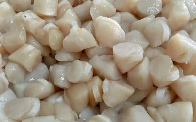 Looking for the perfect special occasion meal this  holiday season? Fresh Bay Scallops from the Vineyard would be at the top of our list. ️Easy to prepare and a flavor that is guaranteed to impress! One bite and you’ll understand why these local treasures are called the “candy of the sea” Available daily for a limited time. #worththesplurge #vineyardbayscallops #freshseafood #holidaydining