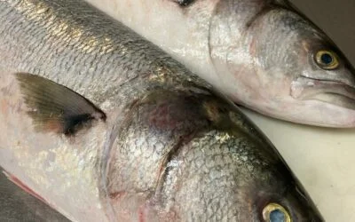 Here’s something you don’t typically see in February: Big Fresh Bluefish! Just in from the Carolinas. We’re back from vacation with a great selection of all your favorites.