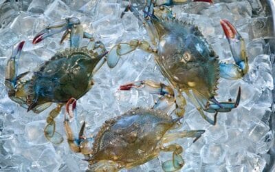 Soft Shell Crabs are in! First of the season from Chesapeake Bay. All cleaned and ready for you to prepare. Or let us make you a Soft Shell Crab Sandwich. It’s a short season….enjoy them while you can!