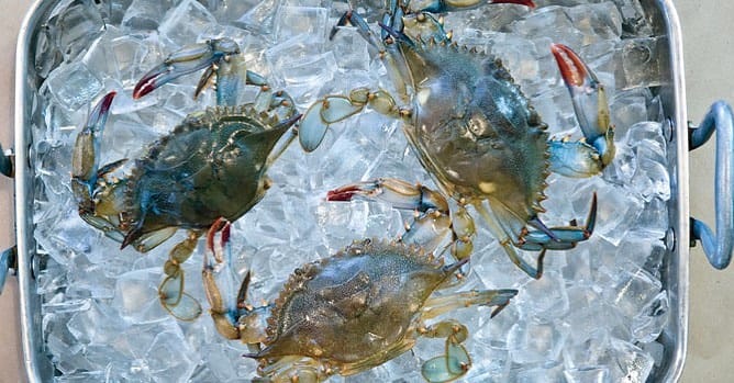 Soft Shell Crabs are in First of the season from Chesapeake Bay All cleaned and ready for you to prepare Or let us make you a Soft Shell Crab Sandwich Its a short seasonenjoy them while you can